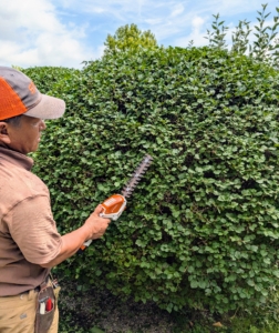 When it comes to smaller touch-ups, the HSA 26 Battery-Powered Garden Shears work great. The HSA 26 is lightweight with a rubberized handle for user comfort and a secure grip. It comes with its own roll-up case to store all its accessories. I use this tool all the time too.