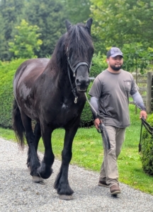 Here's Jimmy walking my Friesian, Geert, back to the stable for grooming and a meal.