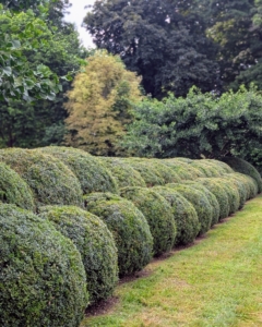 Here is the back of the herbaceous peony garden - the boxwood here has grown so well in part because of all the meticulous pruning and grooming.