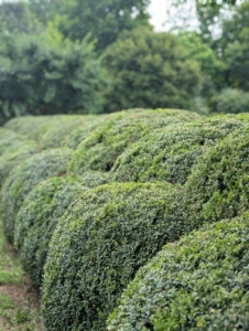 Boxwood can be used in borders, as hedges, and planted in layers to create depth and texture. These boxwood shrubs surround my herbaceous peony garden bed.