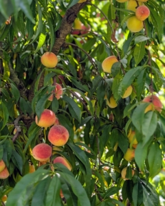 And then it was a walk to the orchard. My orchard surrounds three sides of my pool. Most of the fruits are not yet ready to pick, but many of the peaches are ripe and sweet. And all the peach trees are filled with bright pink fruits.