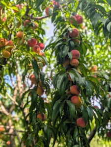I am very proud of my orchard. Look at this peach tree laden with fruits. I'm having a great peach season. There are more than 200-fruit trees planted in this orchard – apple trees, plum trees, cherry trees, pear, medlar, apricot, quince, and peach trees. There are so many more interesting trees at my farm, but i hope this helps you to appreciate some of the beautiful specimens where you live - perhaps even inspire you to plant one.