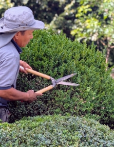 Here he is cutting and shaping one of the shrubs. One can see the newest growth. Phurba keeps the shears close to him with his hands midway down the handles. This allows the best control.