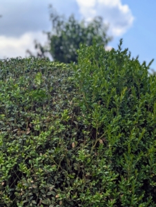 Here is another angle with one side of a shrub pruned and the other side still to do.