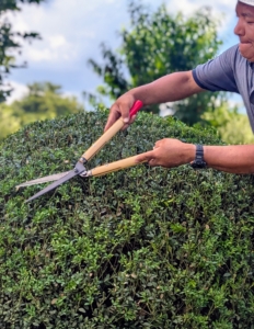 To groom the tops and sides, Phurba keeps the shears close with his hands spread along the base of the handles if the shears are short and midway down the handles if they are longer. This allows the best control.