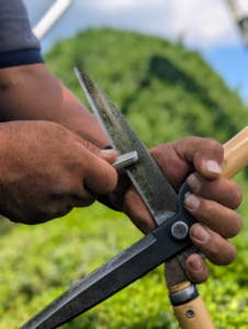 And occasionally he stops to sharpen the blades - it's important to keep tools in their best condition to get the best results.