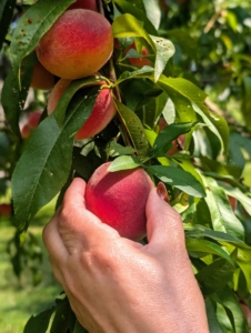 If the peach is firm to the touch, it’s not ready. It’s ripe when there is some “give” as it is gently squeezed.