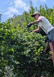There's more pruning down behind my chicken coops. Pasang is working on the row of hawthorns. I planted these in 2020 and they've done very well here. Hawthorns, Crataegus, commonly called hawthorn, quickthorn, thornapple, May-tree, whitethorn, or hawberry, is a genus of several hundred species of shrubs and trees in the family Rosaceae.