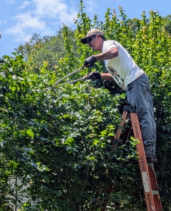 And STIHL also offers manual tools. Pasang uses STIHL loppers to prune the hawthorn trees behind my chicken coops. STIHL loppers come in 28-inch and 24-inch sizes.