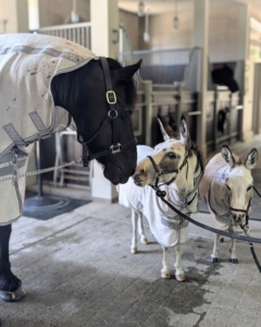 In summer, the horses and donkeys wear protective sheets to block the sun's strong UV rays. Here's Bond with my female donkeys Billie and Jude "JJ" Junior after their morning in the pastures.