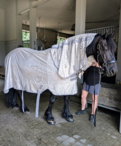 The sheets and sheet neck guards not only protect them from the sun, but also from the pesky bugs that bite at their coats.
