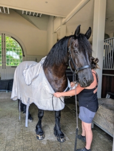 Because horses and donkeys love to roll when out in the pastures, these sheets are washed regularly and frequently.