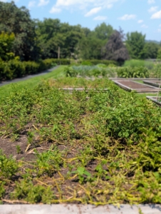 This is definitely a less attractive sight in the garden, but it is a well-anticipated one because it means the potatoes are ready.