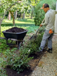 Here's Chhiring spreading compost around the Little Darling® Lilacs recently planted from the wholesale nursery Monrovia.