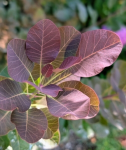 These royal purple smoke bushes, Cotinus coggygria, have stunning dark red-purple foliage that turns scarlet red in fall.