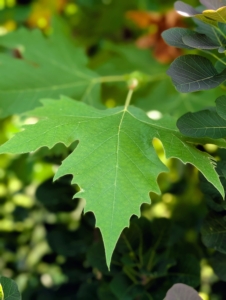 The leaf of a London plane is similar to that of a maple leaf – simple with alternate arrangements that have three to five lobes. These leathery leaves are about six to seven inches wide with roughly toothed edges.