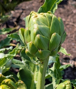 The globe artichoke, Cynara scolymus, is actually a flower bud, which is eaten when tender. Buds are generally harvested once they reach full size, just before the bracts begin to spread open.