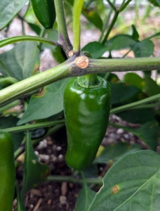 My crew loves hot peppers, and I grow many of them to share. Jalapeño peppers thrive in full sun and are ready to pick when they are firm, green, and about three inches long. This one looks ready.