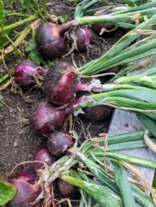 Here are some of this year's red onions.