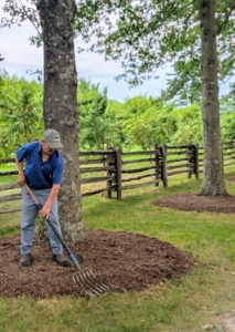 Among the many summer chores is mulching. Here is Chhiring mulching the tree pits under my majestic pin oak trees. The pin oak allée is the first allée guests see when entering my farm. These trees are tall and impressive.