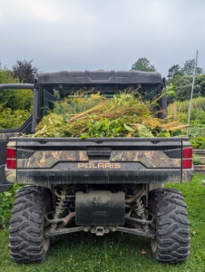Around the farm, much of the detritus from the gardens is hauled away using the dump trucks or these Polaris off-road vehicles, always so handy and durable. it's never a dull moment here at my farm, but my hardworking crew is getting it all done!