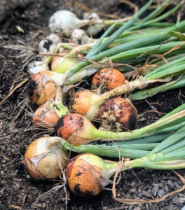 I planted a lot of white, yellow and red onions. Ryan picked these, but there will be a bigger onion harvest soon.
