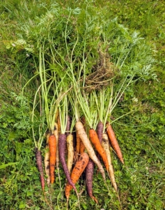 We have such beautiful carrots this season. Most are familiar with the orange carrots, but they also come in red, yellow, white, and purple. I like to grow an assortment.