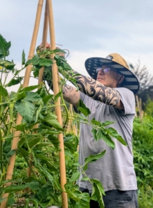In the vegetable garden, Cesar helps to secure the growing tomato vines to the bamboo supports using jute twine.