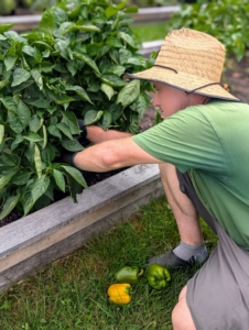 Next, Ryan checks the bell pepper bed. Peppers hold up great in the heat, and we've had a lot of warm days, so there should be some good, flavorful peppers.