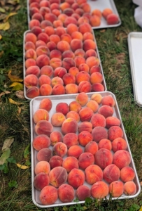 In no time - Enma and Andres pick trays and trays of sweet, delicious fruits.