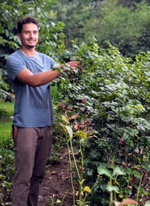 Behind my greenhouse, I have a 68-foot by 30-foot rose bed that includes floribunda, hybrid tea, and shrub roses - all with gorgeous color, form, and fragrance. Matthew is pruning and grooming each bush. This time of year, I like to prune them lightly and selectively to shape the bushes and control any unwanted growth.