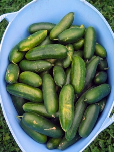 Here's the season's first big bounty of cucumbers. Cucumbers, Cucumis sativus, are great for pickling – I try to find time for pickling every year. I like them best when they are about six to eight inches in length. These will be so sweet and juicy.