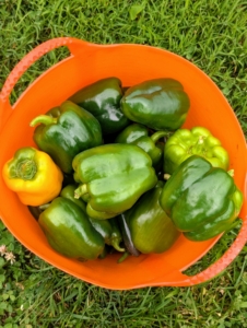 Sweet bell peppers are popular in the garden – all grassy in flavor and crunchy in texture. I love making stuffed peppers – so easy and so delicious.