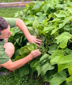 There are also a lot of beans. Beans grow best in full sun and moist soil. Bush beans are among the top most popular vegetables in home gardens. Bush beans are eaten when the seeds are small. They are also called string beans because of a fibrous string running the length of the pod.