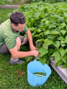 Meanwhile, Ryan harvests some beans - it's also a very good bush bean season.