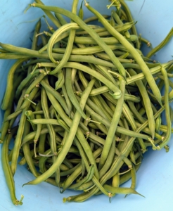 There are two types of green beans. Pole beans grow on climbing vines and require trellising. Bush beans like these grow on bushes up to two feet and do not need support. Bean pods can be green, yellow, purple, or even speckled with red!
