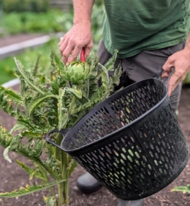 When harvesting artichokes, cut off the bud along with about three inches of stem.