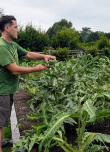 Artichoke harvest starts in late July or early August and continues well until frost.