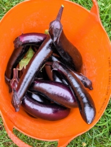 It is good to pick eggplants when they are young and tender. Try to pick a little early, which will encourage the plant to grow more, and will help to extend the growing season.