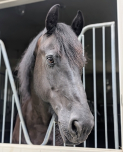 Bond waits patiently in his stall for his turnout in the paddock.