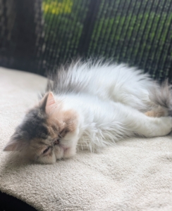 Dahlia plays hard and sleeps hard. Kittens six months and older, and adult cats, sleep about 16 to 18 hours a day on average. And, kittens have a similar routine to adult cats, napping throughout the day. They are usually most active at dawn and dusk.