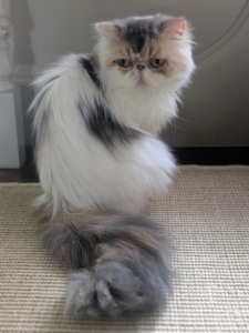 This beauty is Dahlia. She has captured everyone's heart here at the farm.