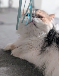 Dahlia loves company and attention. She's the youngest of the Persians at about one year old.