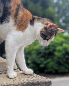 This is Cinco, the Calico. Here she is climbing the stone walls outside my stable.