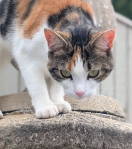 Calico cats have tricolor coats. The calico cat is commonly 25 to 75-percent white with large orange and black patches. And, calicos are almost exclusively female.