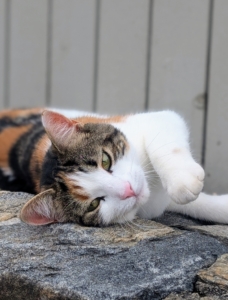 And here's Mayo's sister, Cinco - also in line for a good scratch or rub. This week is expected to be another hot one here in the Northeast with temperatures soaring once again into the 90s. My farm crew works hard rain or shine to ensure everything functions at its best.