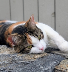 Cinco and Mayo were born on March 15, 2024 and arrived here on Cinco de Mayo of the same year. Now at almost a year and a half old, these feline sisters are thriving.