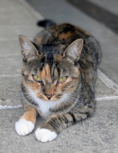 Look closely, tabby cats have a distinctive coat pattern and an “M”-shaped marking on the forehead. The pattern can include stripes, dots, lines, flecks, bands, or swirls on the cat’s body, and the cat may also have stripes by its eyes and across its cheeks, back, legs, and tail.