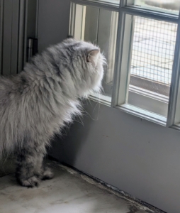 Here she is looking out the kitchen door. Perhaps she's wondering where all the dogs went. Cats have a wider field of vision than humans, but need to be closer to see things in the same detail. Felines have much better night vision than humans too.