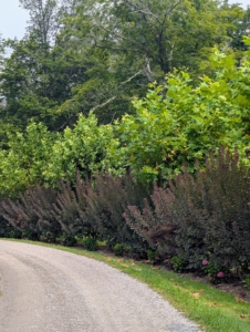 The London plane tree, Platanus × acerifolia, is a deciduous tree. It is a cross between two sycamore species: Platanus occidentalis, the American sycamore, and Platanus orientalis, the Oriental plane. London planes grow best in full sun, but they also thrive in partial shade. These are also growing excellently.